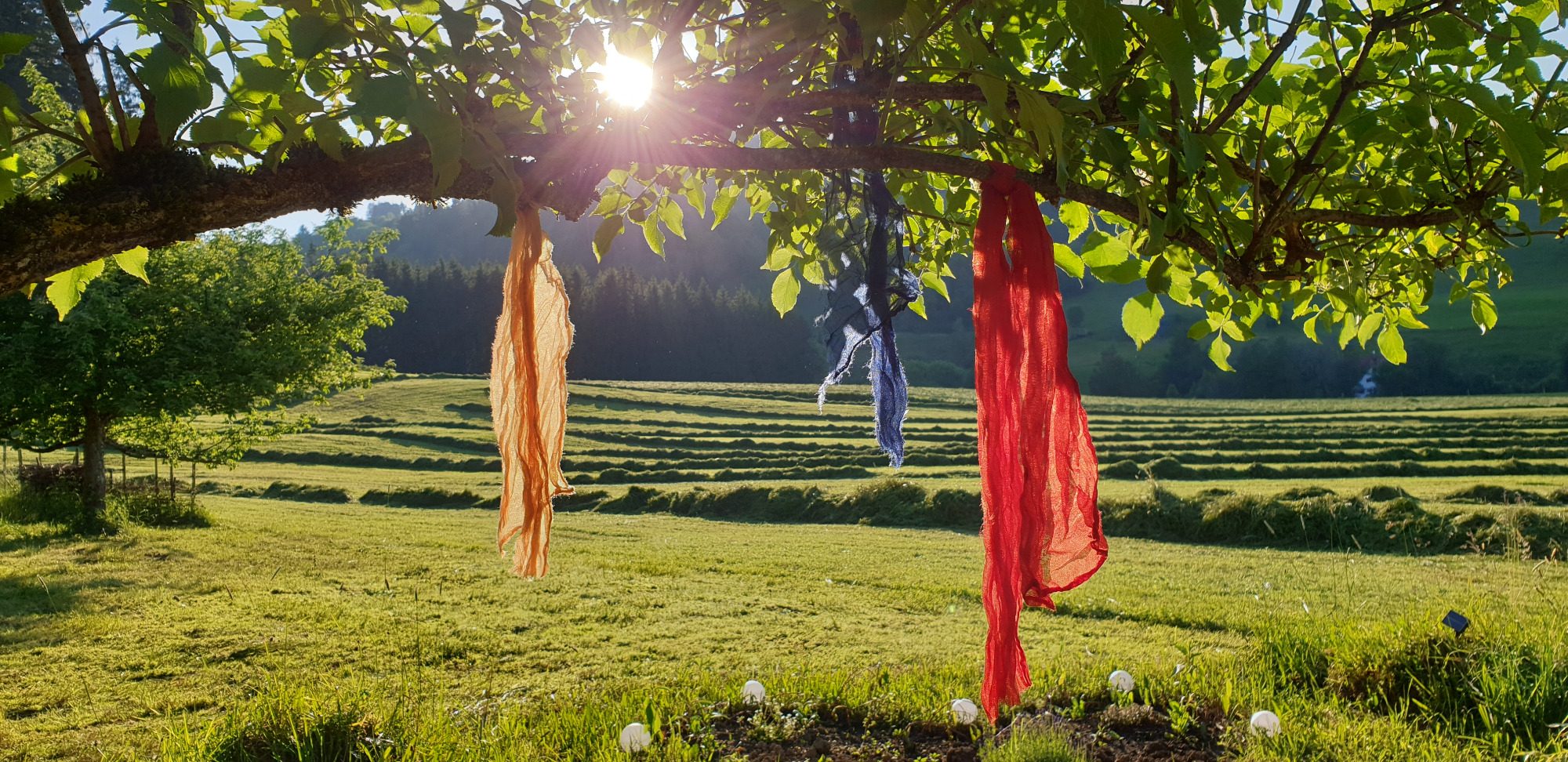 Licht-im-ich.de Bunte Tücher hängen an einem Baumzweig vor einer grünen Wiese und strahlendem Sonnenlicht.